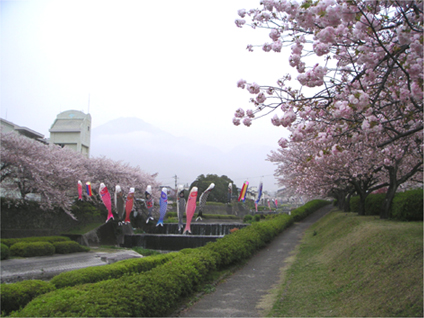 桜写真 桜写真