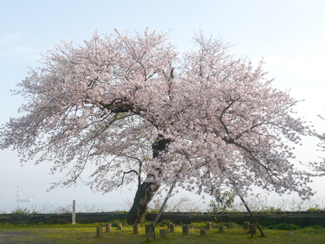 桜の木写真